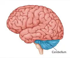<p>Location: Beneath occipital lobes</p><p>Function: Coordinate balance, posture, and motor learning</p>
