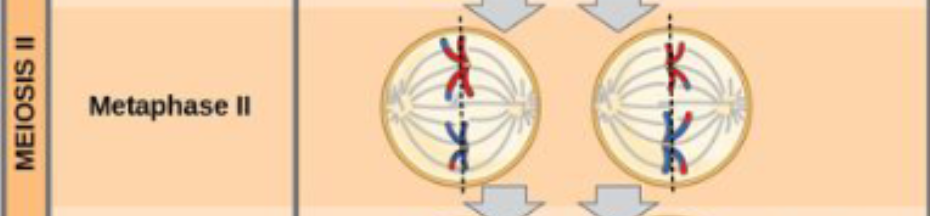 <p>The stage of meiosis II where individual chromosomes align single-file along the middle of the cell (at the <strong>metaphase plate</strong>), with spindle fibers attached to the kinetochores of each sister chromatid from opposite poles</p><ul><li><p>Sister chromatids line up at the metaphase plate</p></li><li><p><span>Individual chromosomes (consisting of two sister chromatids) line up single-file, unlike Metaphase I where homologous pairs line up together</span></p></li><li><p><span><strong>Haploid State:</strong> The cells entering metaphase II are haploid (n), meaning they have only one set of chromosomes rather than the diploid (2n) set found in mitosis or meiosis I</span></p></li><li><p>Microtubules attach to the opposite kinetochores of each centromere, setting up the separation of sister chromatids in the next phase</p></li></ul><p></p>