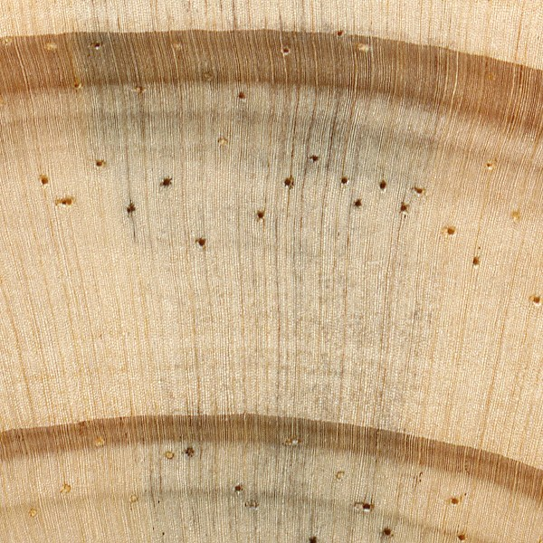 <p>Yellow Pine (Loblolly)</p>