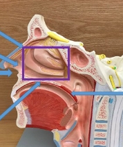 <p>name the parts</p>