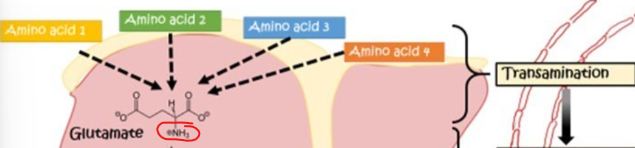 <p>What type of mechanisms does transamination serve as</p>