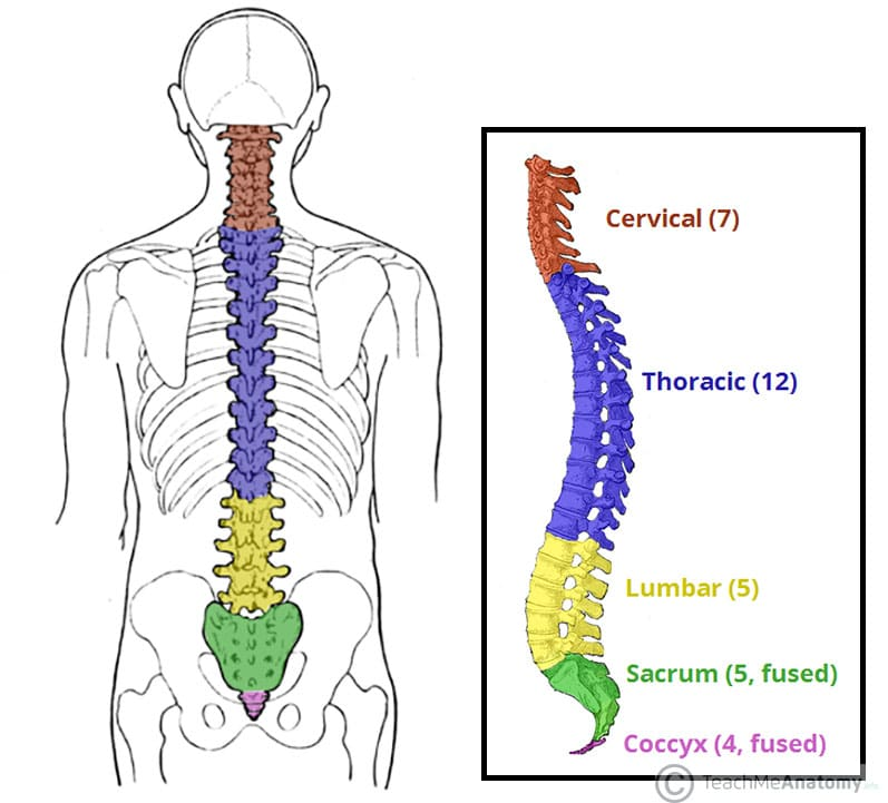 <p>Cervical</p>