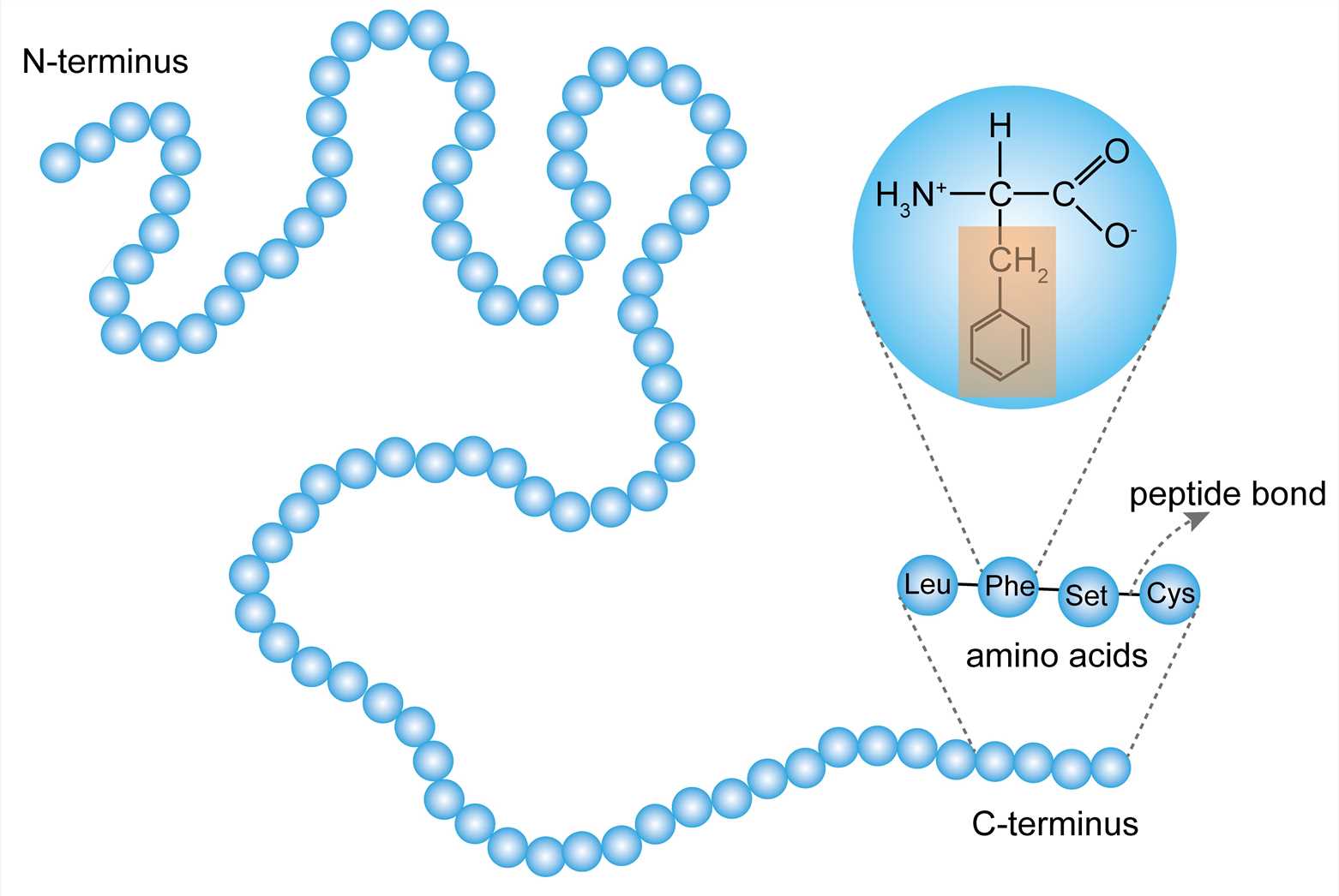 <p>the sequence of amino acids in a polypeptide chain, stabilized by peptide bonds</p>