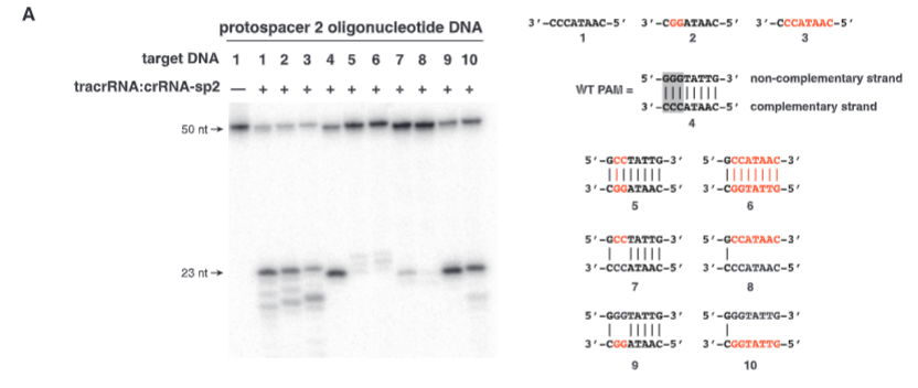 <p>explain fig 4A jinik</p>