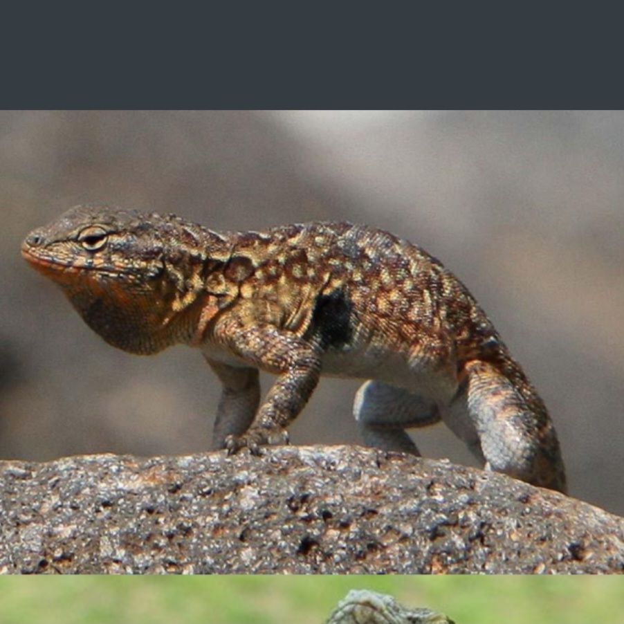 <p>name this animal</p>