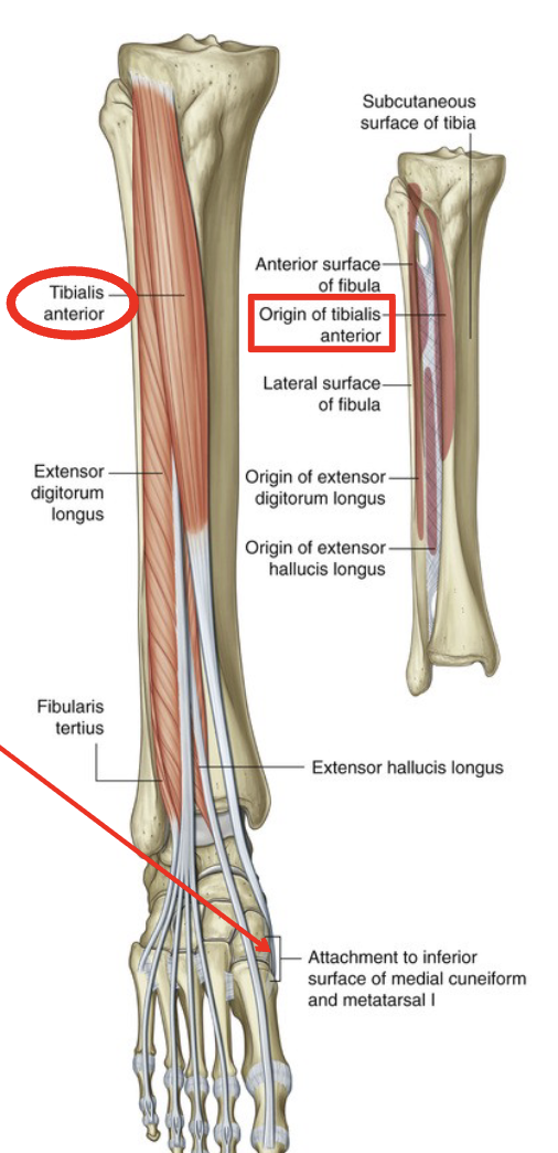 <p>O: lateral tibial condyle, proximal shaft of tibia, interosseous membrane</p><p>I: medial coneiform and 1st MT</p><p>A: DF and inversion, support medial longitudinal arch</p>