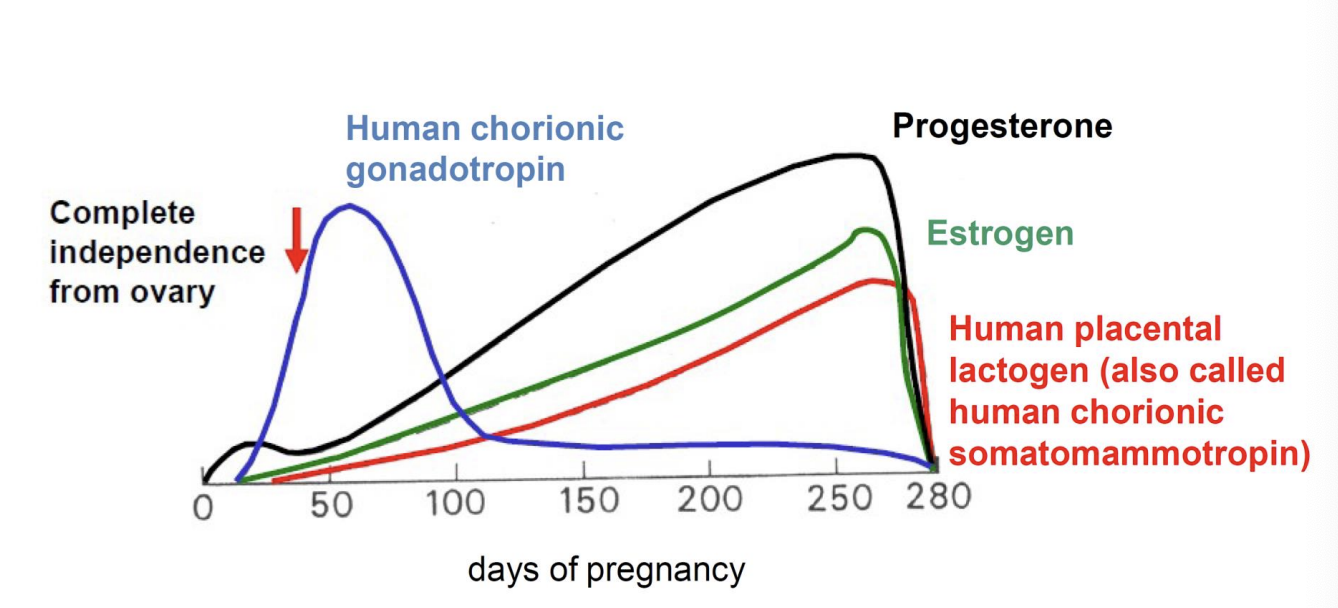 <ul><li><p>HCG decreases because the placenta takes over</p></li><li><p>produces human placental lactogen</p><ul><li><p>or human chorionic somatomammotropin</p></li></ul></li><li><p>secretes estrogen and progesterone to the mother</p></li></ul><p></p>