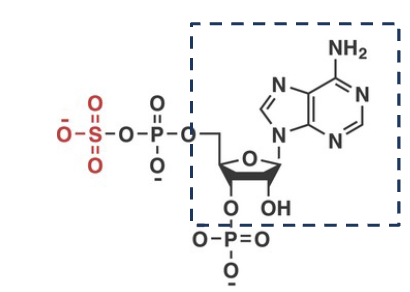 <ul><li><p>3’-phospho-5’-adenylyl sulfate</p></li><li><p>high energy sulfonate donor</p></li></ul><p></p>