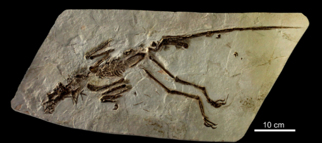 <ul><li><p>lower cretaceous </p></li></ul><p></p>