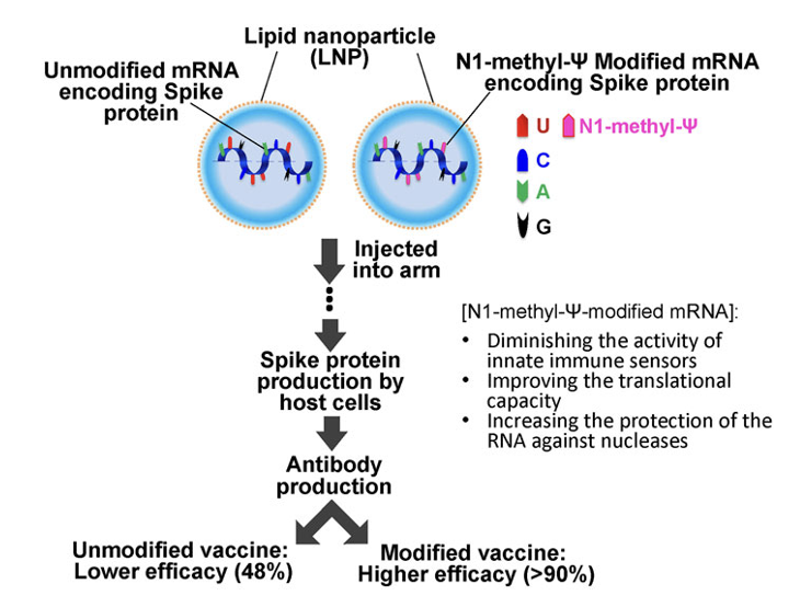 <p><span style="background-color: rgb(247, 247, 247);"><mark data-color="#171717" style="background-color: rgb(23, 23, 23); color: inherit;">%. Both consisted of N1-methyl-pseudouridine-modified mRNA encoding the SARS-COVID-19 Spike protein and were delivered with a lipid nanoparticle (LNP) formulation.&nbsp; </mark><strong><mark data-color="#171717" style="background-color: rgb(23, 23, 23); color: inherit;">CVnCoV vaccine had the same sequence and delivery method but did not use modified nucleotides.&nbsp; </mark></strong><mark data-color="#171717" style="background-color: rgb(23, 23, 23); color: inherit;">Clinical trial results showed </mark><strong><mark data-color="#171717" style="background-color: rgb(23, 23, 23); color: inherit;">only 48% of efficacy </mark></strong><mark data-color="#171717" style="background-color: rgb(23, 23, 23); color: inherit;">against any severity of the disease</mark></span></p>