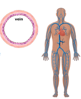 <ul><li><p>thinner wall</p></li><li><p>carries blood towards the heart</p></li><li><p>has valves that make sure blood moves in the right direction</p></li><li><p>carries deoxygenated blood</p></li></ul><p></p>