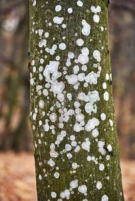 <p>Phlyctis argena</p>