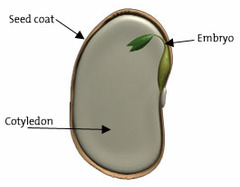 <p>is the first stage of life of a bean plant</p>