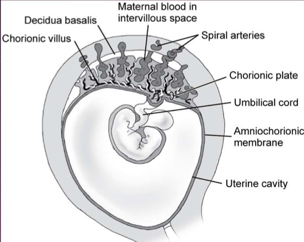 <p>Finger like projections of trophoblast; invade decidua basalis, forming embryo-maternal circulation; some villi breakdown chorion frondosum (surrounded by maternal tissue called lacunar network rich in blood vessels; after contact with villi, broken down to form small pools of blood or lacunae)</p>