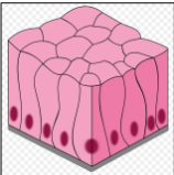 <p>• Single layer of columnar cells: May have cilia and goblet cells</p><p>• Absorption and secretion: Goblet cells secrete mucus</p><p>• Lines the gastrointestinal tract (ex. Intestines)</p>
