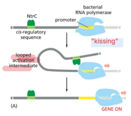 <p>Some regulatory elements are distant from the transcriptional start site and influence transcription</p><ul><li><p>DNA looping to allow interaction between protein and RNAP</p></li><li><p>“kissing”</p></li></ul><p>.</p><p>NtrC protein is a transcriptional activator</p><p>DNA looping allows NtrC to directly interact with RNA polymerase — activate transcription from distance</p><p></p>