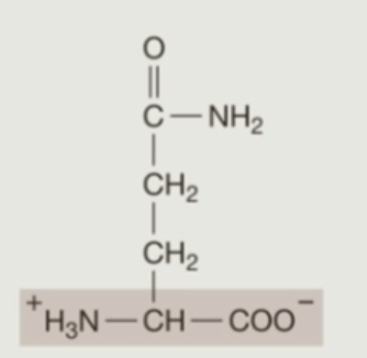 <p><strong>Hydrophilic</strong> (<strong>Polar</strong>) Amino Acids: <strong>Neutral</strong></p>