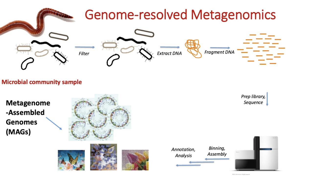 <p>what u get after the binning, “draft genome”</p><p></p><p><strong>annotation of MAGs</strong></p><ul><li><p>1) structural, ID features in genome</p></li><li><p>2) functional, assign putative functions to features via sequence similarity, homology, protein domains, predicted protein structures</p></li></ul><p></p><p><strong>assessing quality of MAGs</strong>:</p><ul><li><p>in a MAG, look for <strong>single copy genes (SGCs)</strong> that are universally present in related bacteria</p></li><li><p><strong>% completeness:</strong> estimated by % of marker genes present in MAGs</p></li><li><p><strong>contamination</strong> = estimated by # of instances of more than one copy in marker gene</p></li></ul><p></p><p>high quality MAG has >90% completeness and <10% contamination</p><p></p><p>SCGs used to assess genome completion/contamination oare orthologs &amp; homologs</p><p></p>