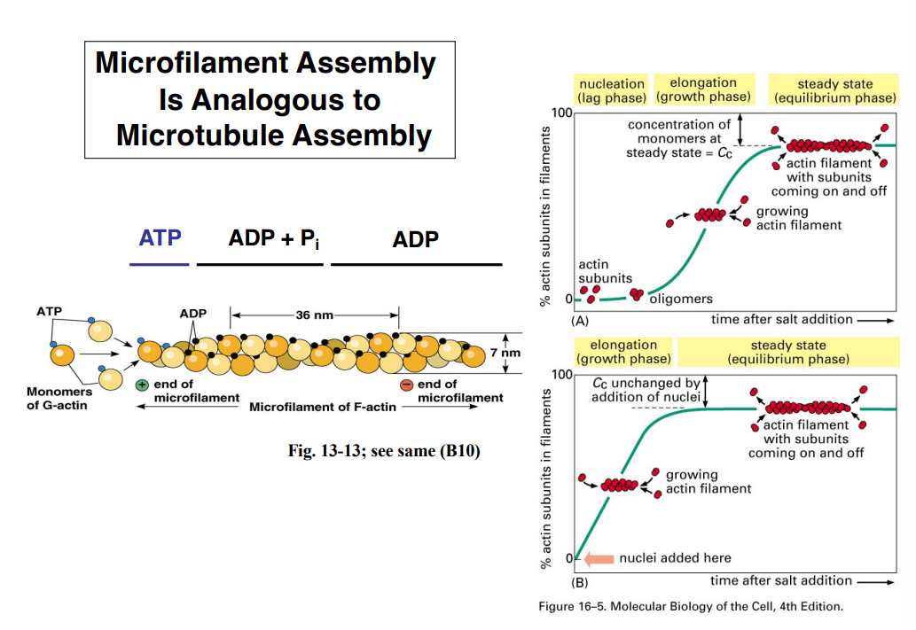 <p><span style="background-color: transparent;"><strong>Microfilaments — Structure and Assembly</strong></span></p>