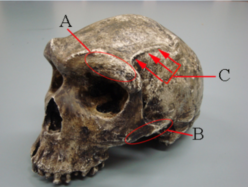 <p>This is a skull. Identify what is A and B</p>