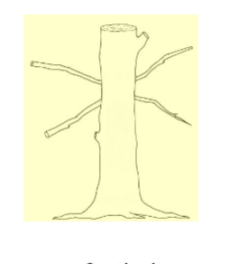 <ul><li><p>not four branches but two continuing from each side </p></li></ul><p></p>