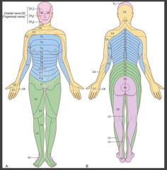 <p>It corresponds to a single dorsal root ganglion and a single spinal cord level.</p>