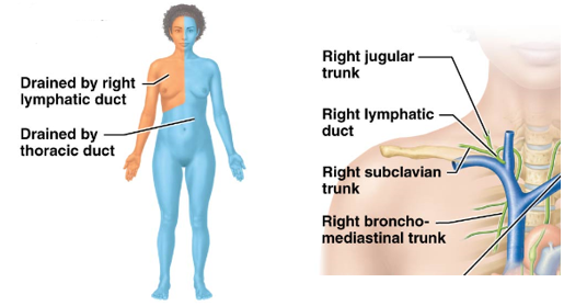 <p>remaining lymphatic trunks drain into this tiny duct located near the right clavicle</p><ul><li><p>Right Jugular Trunk, Right Subclavian Duct, Right Bronchomediatinal Trunk</p></li></ul><ul><li><p>Drains into junction of right internal jugular and right subclavian veins </p></li><li><p>Drains upper right side of body </p></li></ul><p></p>
