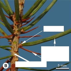 <p>Identify the long shoot and dwarf shoot of pine.</p>