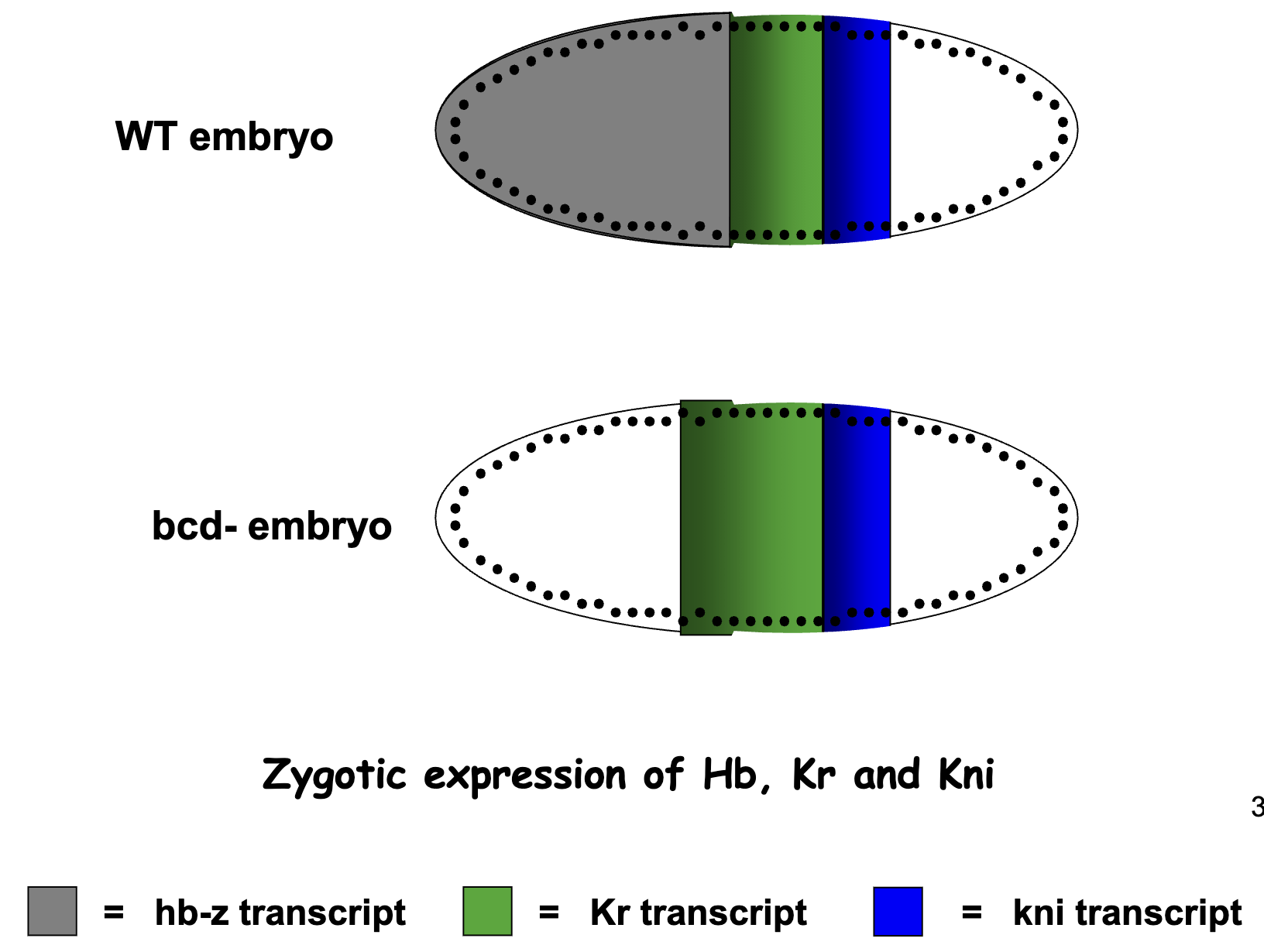 <ul><li><p>No Bcd protein gradient</p></li><li><p>No zygotic expression of hunchback–lower Hb protein gradient.</p></li><li><p>Therefore Kr expression occurs more to the anterior</p></li></ul><p></p>