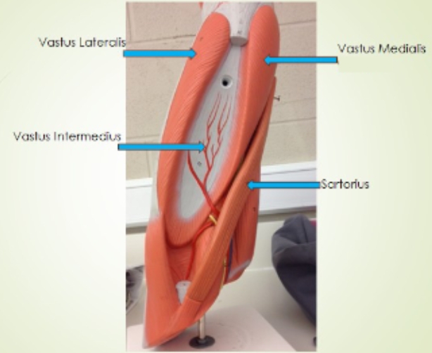 <p><span style="background-color: transparent;">Vastus Medialis, Sartorius, </span><span style="background-color: transparent; font-family: "Times New Roman", serif;">Vastus Intermedius, </span><span style="background-color: transparent;">Vastus Lateralis</span></p>
