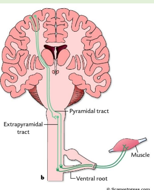 <p>Connects with spinal nerves, through afferent &amp; efferent axons in spinal roots</p><p></p><p>Communicates with the brain, by means of ascending and descending pathways that form tracts in spinal white matter – serving as a link</p><p></p><p>Gives rise to spinal reflexes, pre-determined by interneuronal circuits- integrating reflex activity</p>