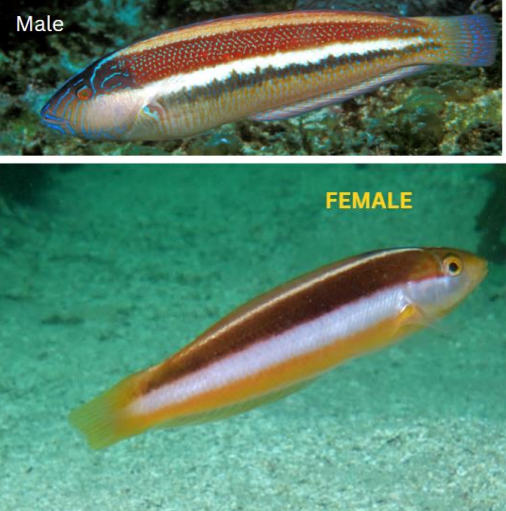 <p>FISHES (Class Actinopterygii) SOUTHERN MAORI WRASSE </p>