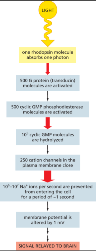 <p>↓ cGMP → closure of cGMP-gated cation channels → ↓ Na⁺ influx → membrane hyperpolarization → altered neurotransmitter release → signal sent to brain.</p>
