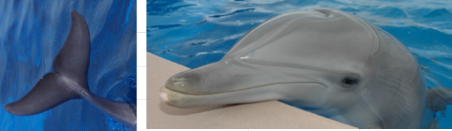 <p>DOB: April 30, 2002 </p><p>Key Features: Notch in tail fluke, long narrow rostrum, sloped melon, lighting bolt-shaped markings on rostrum </p><p>Relations: Daughter of Dazzle </p>