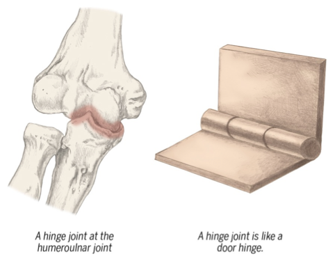 <p>hinge joint (uniaxial)</p><p>does flexion and extension</p><p></p>