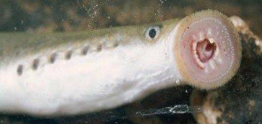 <p><span>• NO PAIRED FINS<br>• JAWLESS<br>• GILL OPENINGS</span></p>