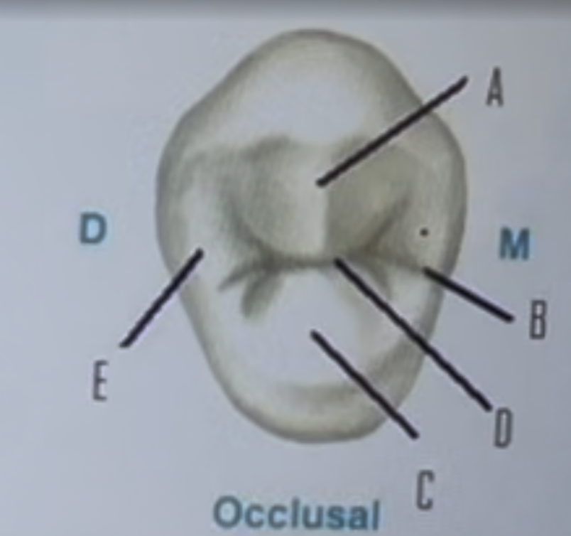 <p>Mesial marginal ridge groove, lingual cusp, distal marginal ridge, central groove, buccal cusp, A B C D E</p>