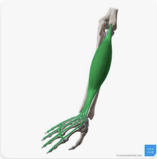 <p>O: Lateral epicondyle of the humerus</p><p>I: Dorsal bases of distal and middle phalanges of digits 2-5</p><p>A: Extension of digits 2-5; abduction of fingers</p><p>N: Radial nerve</p>