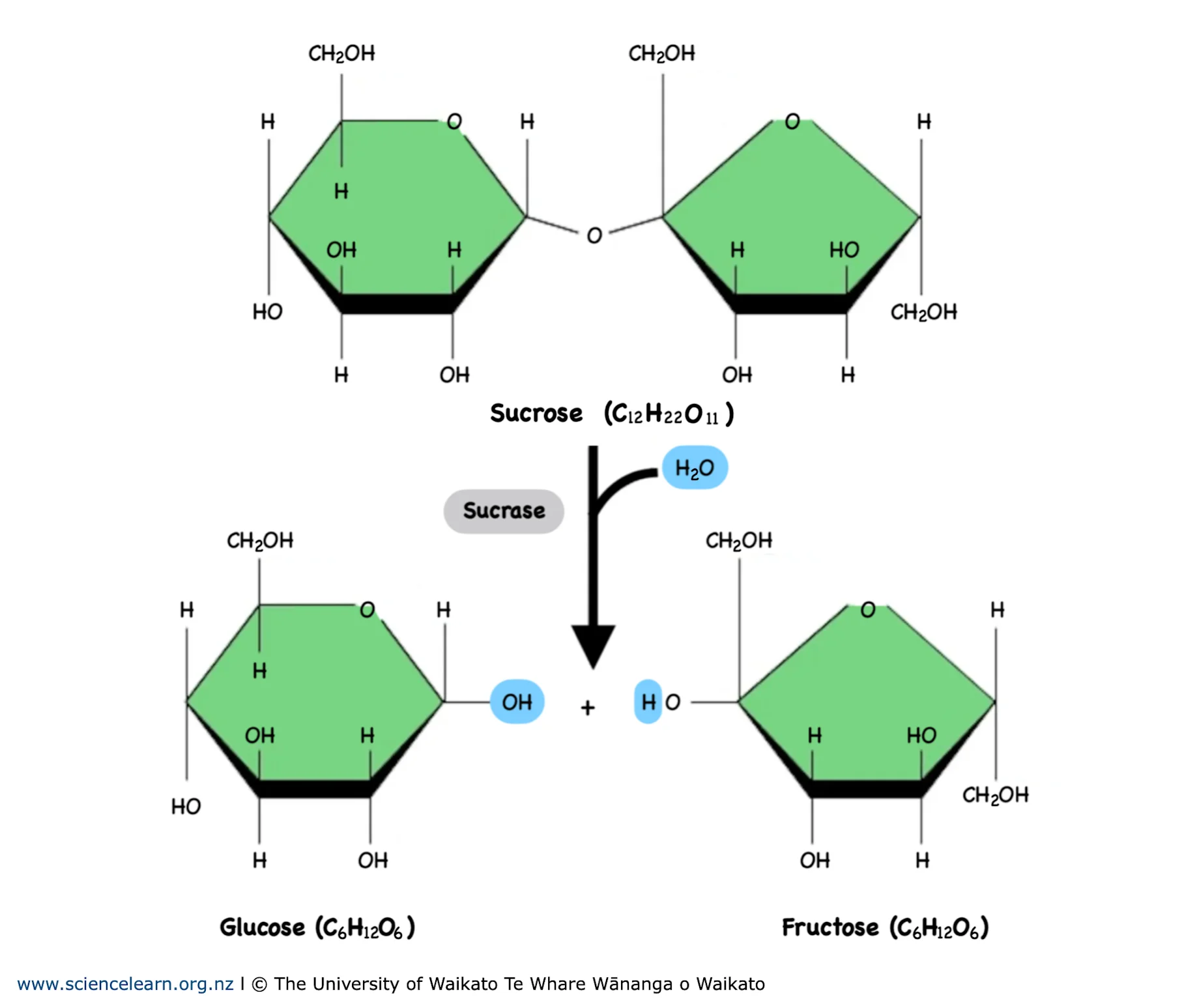 <p>Hydrolysis </p>