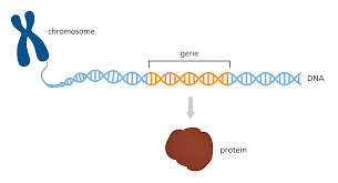 <p><span style="background-color: transparent;">a segment of DNA that codes for a protein, which in turn codes for a trait (skin tone, eye color..etc), a gene is a stretch of DNA.</span></p>