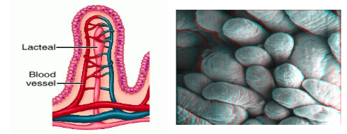 <p>small finger like projections in small intestine that increase surface area for max absorption of nutrients in the bloodstream</p>