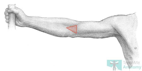 <p>Antecubital </p>