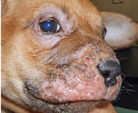 <p>Puppy what condition refers to an immune mediated reaction to normal Staphylococci flora? It is treated with systemic antibiotics and corticosteroids.</p>