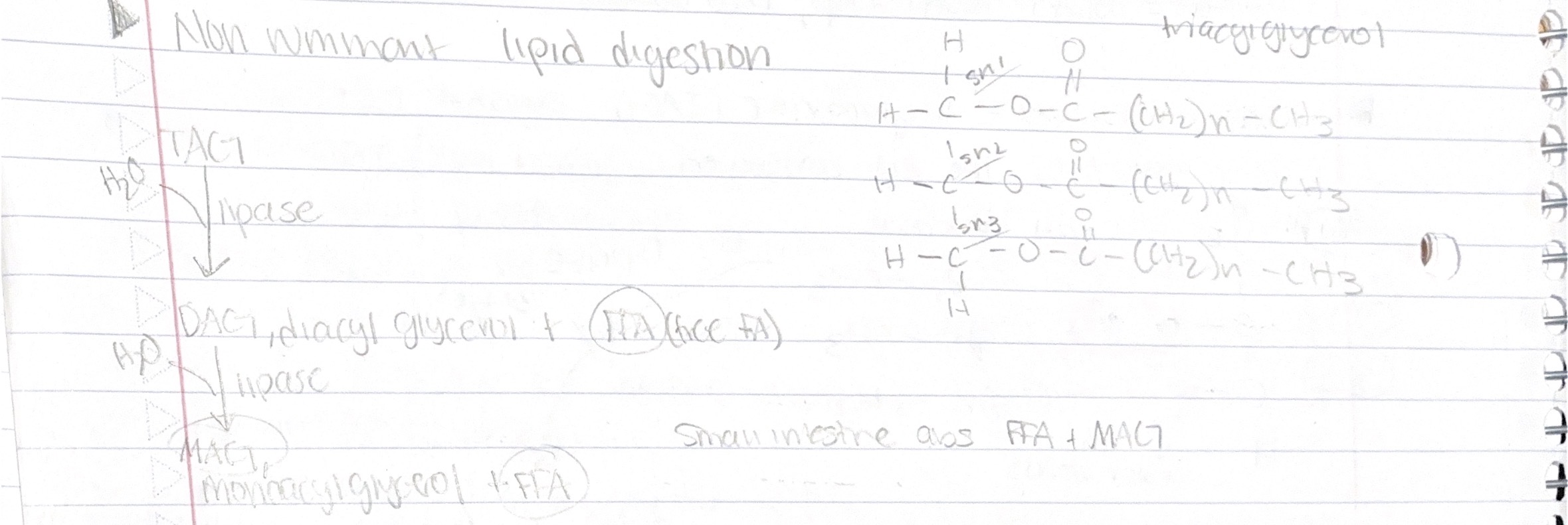<ul><li><p>TAG(Triacylglycerol) with lipase + H2O → DAG (diacylglycerol) + FFA</p></li><li><p>DAH with lipase + H2O → MAG (monoacylglycerol) + FFA</p></li><li><p>Small intestine absorbs FFA (free fatty acids)</p></li></ul><p></p>