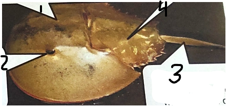 <p>point 3 on this horseshoe crab </p>