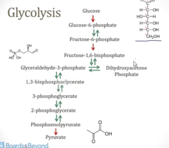 <p>- Majority of rxns are reversible</p><p>Allows for:</p><p>- When the level of one substrate gets high, ex. 3-phosphoglycerate, more 2-phosphoglycerate is generated</p><p>- On the other hand if [2-phosphoglycerate] is high, more 3-phosphoglycerate would be generated</p><p>MEANS RXNS CAN BE USED IN BOTH GLYCOLYSIS AND GLUCONEOGENESIS</p>