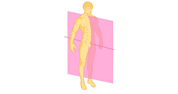 <p>Divides the body (any body structure) vertically from right to left.</p>