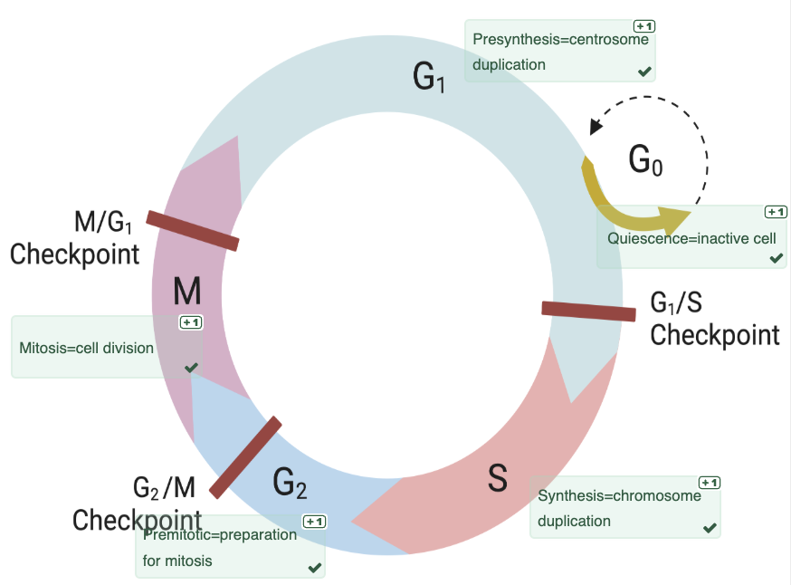 <ul><li><p><span>Tissue homeostasis and growth is maintained by a balance between cell proliferation (mitosis) and cell death (apoptosis).</span></p></li><li><p><span>Cell proliferation is determined by:</span></p><ul><li><p><span>Growth factors that promote cell cycle entry, relieve blocks in cell cycle arrest, prevents apoptosis, and enhances biosynthesis.</span></p></li><li><p><span>Extracellular matrix that displays growth factors and signalling receptors.</span></p></li><li><p><span>Cyclins that regulate the activity of cell cycle activators (cyclin dependent kinases) and inhibitors (cyclin dependent inhibitors).</span></p></li></ul></li></ul><p></p>