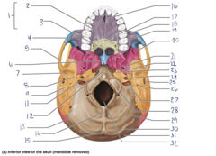 <p>20</p>