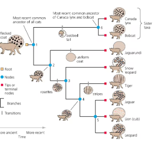 <p><span>Rosettes evolved as a homology at which node?</span></p>